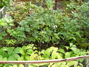 plants d'une des productions de chenes blancs plants d'une des productions de chenes blancs
